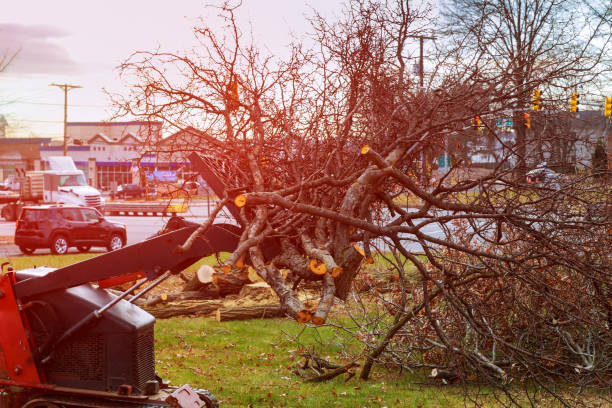 Best Hedge Trimming  in Cortland, IL