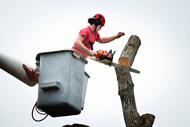 Best Tree Risk Assessment  in Cortland, IL